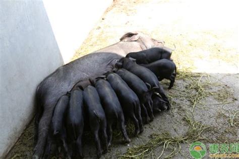 “猪王”一岁半 体重达千斤