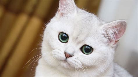 白色猫非主流头像