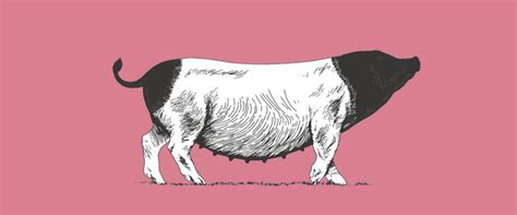 黑猪品牌取名-土猪肉品牌起名技巧-命名者