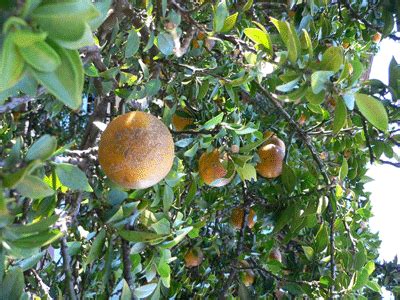 Zhi Shi (Citrus aurantium) – Jade Institute Classes