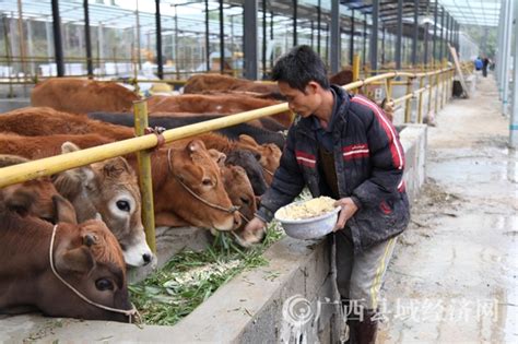 [宁明县]大力发展肉牛养殖加速精准脱贫 - 广西县域经济网