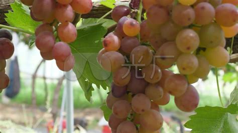 农民丰收丨新疆吐鲁番的葡萄熟了-天山网 - 新疆新闻门户