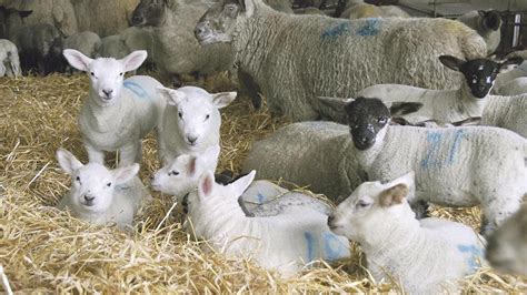 养羊学堂|羔羊培育饲养的几个关键环节，养殖朋友需注意 - 知乎