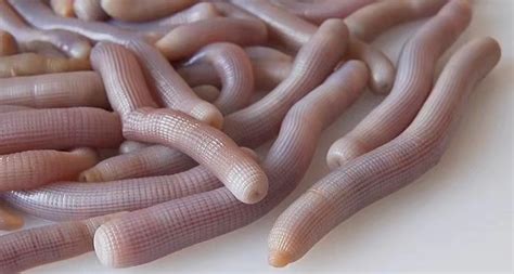 河虫图片