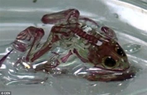 俄罗斯发现皮肤透明的变异青蛙:能看到心脏跳动_新浪图片