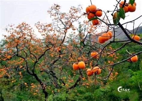柿树上挂满成熟的柿子,果实,植物花草,摄影素材,汇图网www.huitu.com