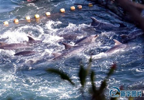 海豚湾进入“捕杀季” 日本渔民不顾反对执意猎杀 - 海洋财富网