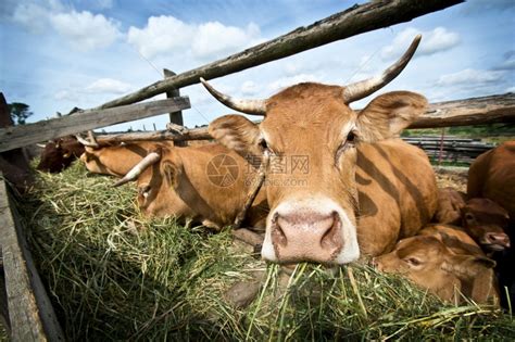 草地农村饲养牲畜的牛群食草稻种绳索场地高清图片下载-正版图片307748178-摄图网