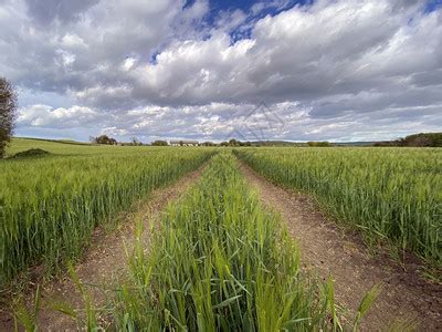 英国联合王北约克郡农村地区大麦种植的农业用地联合王国北约克郡农村一种生长高清图片下载-正版图片307610328-摄图网