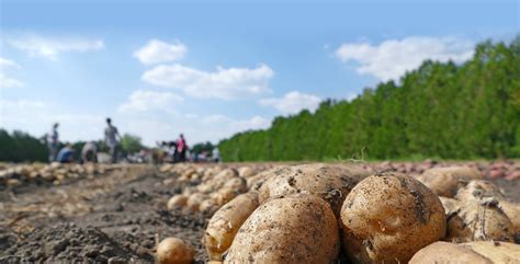 【马铃薯】【图】马铃薯和土豆的区别在哪 教你简单的分辨方法_伊秀美食|yxlady.com