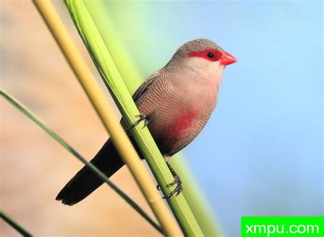 红眉鸟图片,红眉鸟介绍,红眉鸟百科-动植物