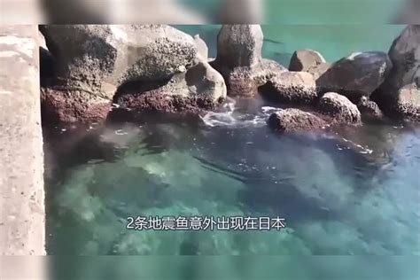 日本海岸出现诡异自然现象，鱼尸遍布40公里！