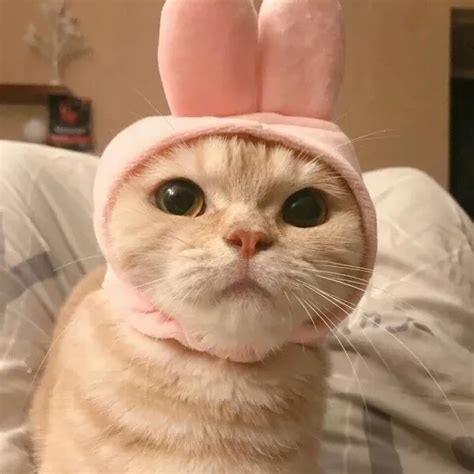 可爱猫咪头像甜美女生