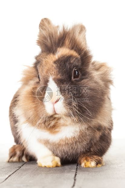 坐在篮子里的灰色长毛兔子高清图片下载-正版图片307928754-摄图网