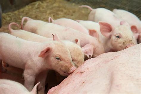 汇总猪场影响生产成绩的十个母猪饲养方案要点，超级实用!农业资讯-农信网