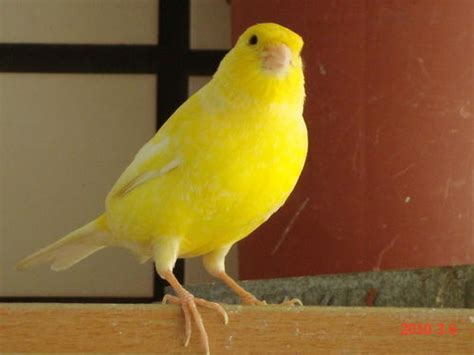 金丝雀鸟是什么鸟介绍（金丝雀的外貌特征与饲养方法） - 胖萌舍宠物网