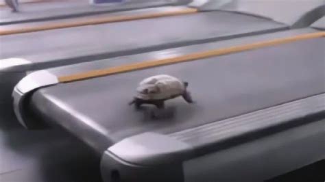 乌龟真的跑不快吗？把乌龟放跑步机上，接下来的画面憋住不要笑_腾讯视频
