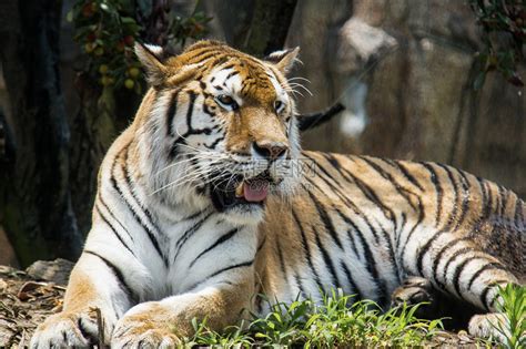 中国8种野生小型猫科动物简介_五次方物语_新浪博客