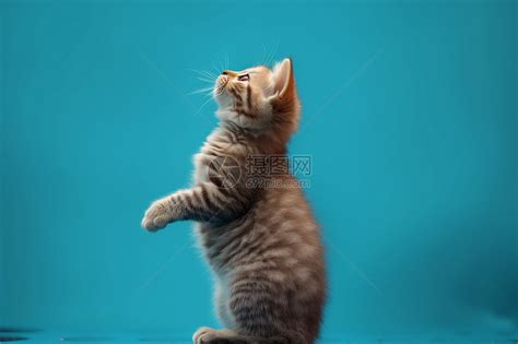 非主流猫站立头像