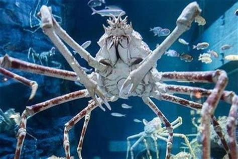 世界上最大的螃蟹王 杀人蟹的外貌特征是什么样_小狼观天下