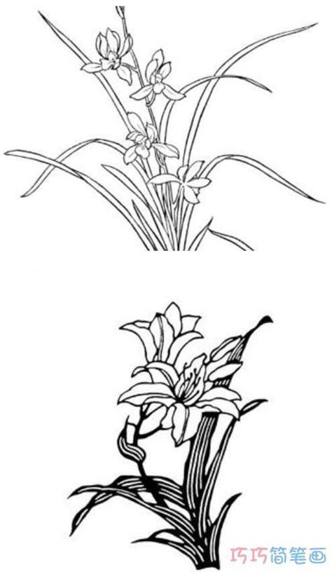 彩铅教程画简单花卉：扶桑花彩铅画步骤图-露西学画画