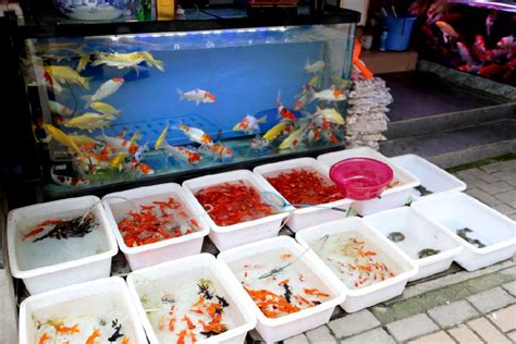 毕节观赏鱼市场加水 - 黄鳍鲳鱼 - 广州观赏鱼批发市场