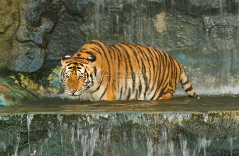 老虎丛林中的野猫高清图片下载-正版图片503352430-摄图网