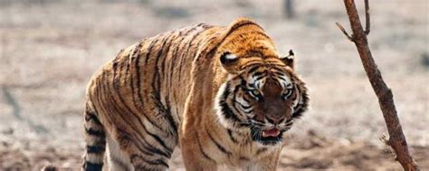 老虎的寿命一般多少年 老虎的寿命介绍_知秀网