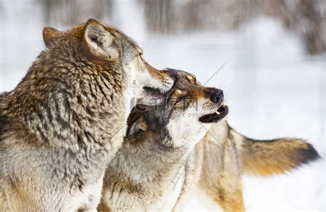 狼群在雪地里玩耍高清摄影大图-千库网