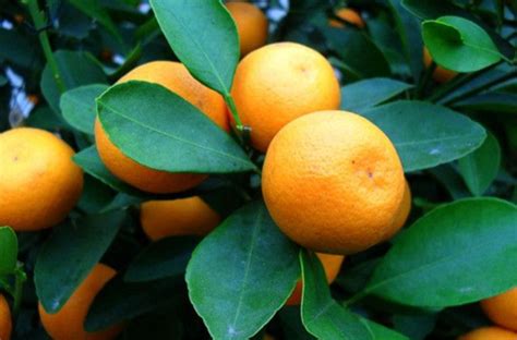 橘子什么时候成熟，每年10~12月收获 —【发财农业网】