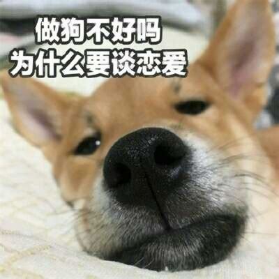 单身狗专用头像图片