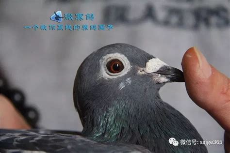 上海吴淞鸟--中国信鸽信息网相册