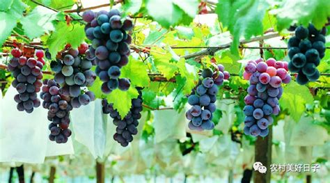 延边北冰红葡萄园突破中国消费观念，葡萄酒产业还可以这样发展 - 知乎