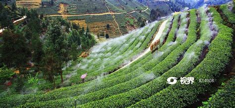 雅安名山：茶旅融合发展成效显著 -中国旅游新闻网