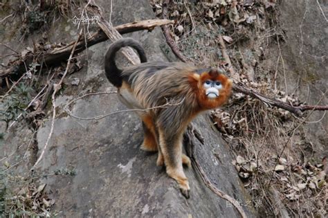 秦岭山中的野生金丝猴|文章|中国国家地理网