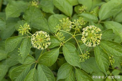 五加皮图片