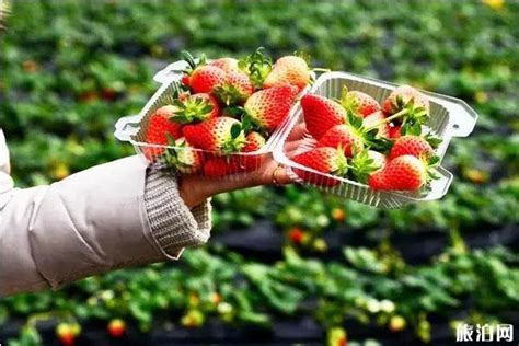 徐州草莓采摘园在哪里 采摘地推荐_旅泊网