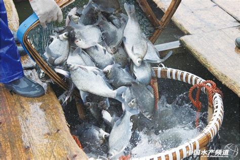 江苏主要淡水鱼养殖市场形势分析 -食品商务网资讯