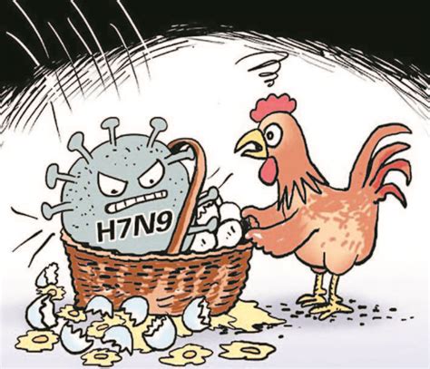 得了禽流感的鸡有哪些症状 得了禽流感的鸡下的蛋还能吃吗 _八宝网