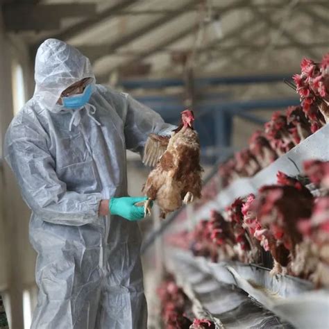 黄淑坚：国内H5亚型禽流感呈现四大流行特点，H5N1或“卷土重来” - 行业信息交流/杂谈 鸡病专业网论坛