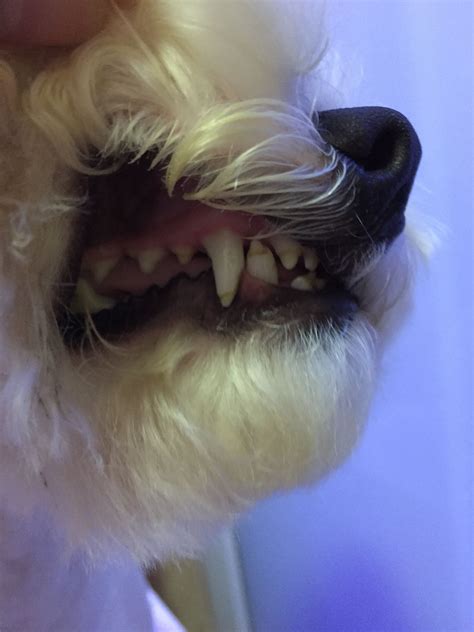 牙狗图片