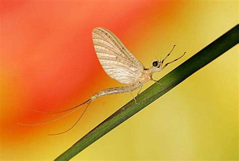 世界上寿命最短昆虫是什么(蜉蝣的介绍)-生物科普-科普兄弟