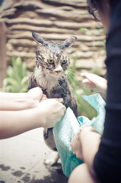 洗猫袋猫咪洗澡神器猫洗澡袋固定袋猫清洁美容工具宠物用品猫用品-阿里巴巴
