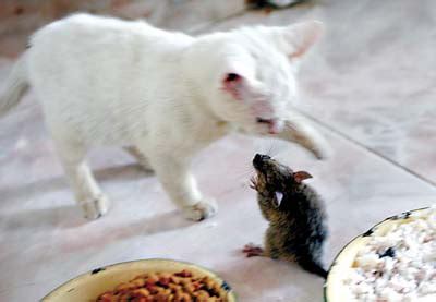 女子想给猫咪补补，抓了一窝老鼠仔，看到猫咪的反应她很生气！