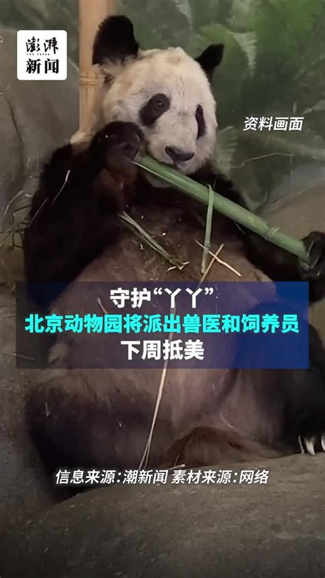 中方兽医下周抵美护理大熊猫丫丫_凤凰网视频_凤凰网