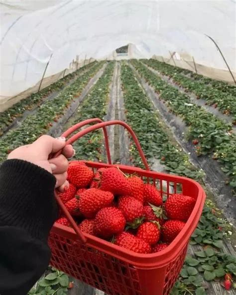 山东东营：“草莓”香飘云端-人民图片网