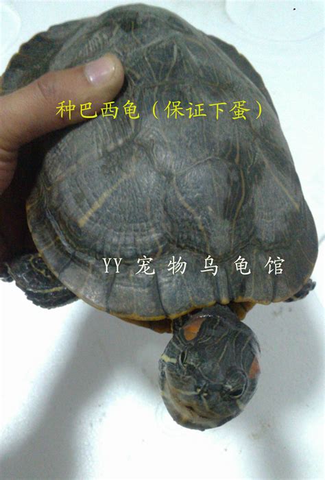广东的乌龟市场，龟肉龟壳论斤卖，9元一个乌龟，比你那里便宜吗_腾讯视频
