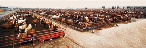 这的牛产业真牛，存栏肉牛30万，年屠宰120万，牛骨做成艺术品
