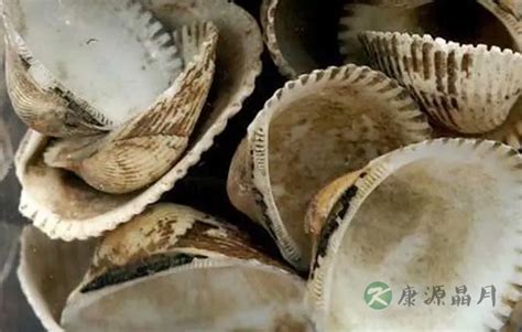 瓦楞子图片