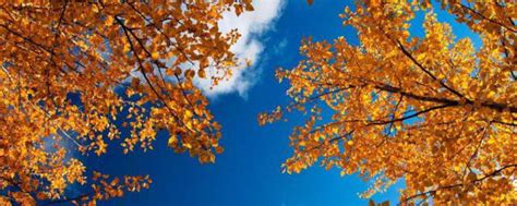 美丽的秋天森林地面覆盖着金色的树叶高清图片下载-正版图片503630685-摄图网